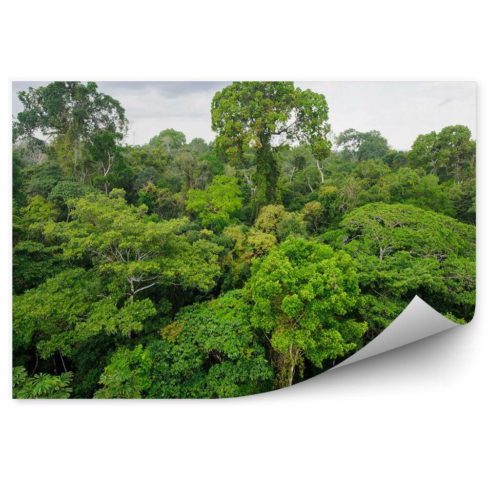 Okleina na ścianę dżungla drzewa Amazonia niebo