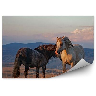 Fototapeta Polana biały czarny koń trawa wzgórza chmury