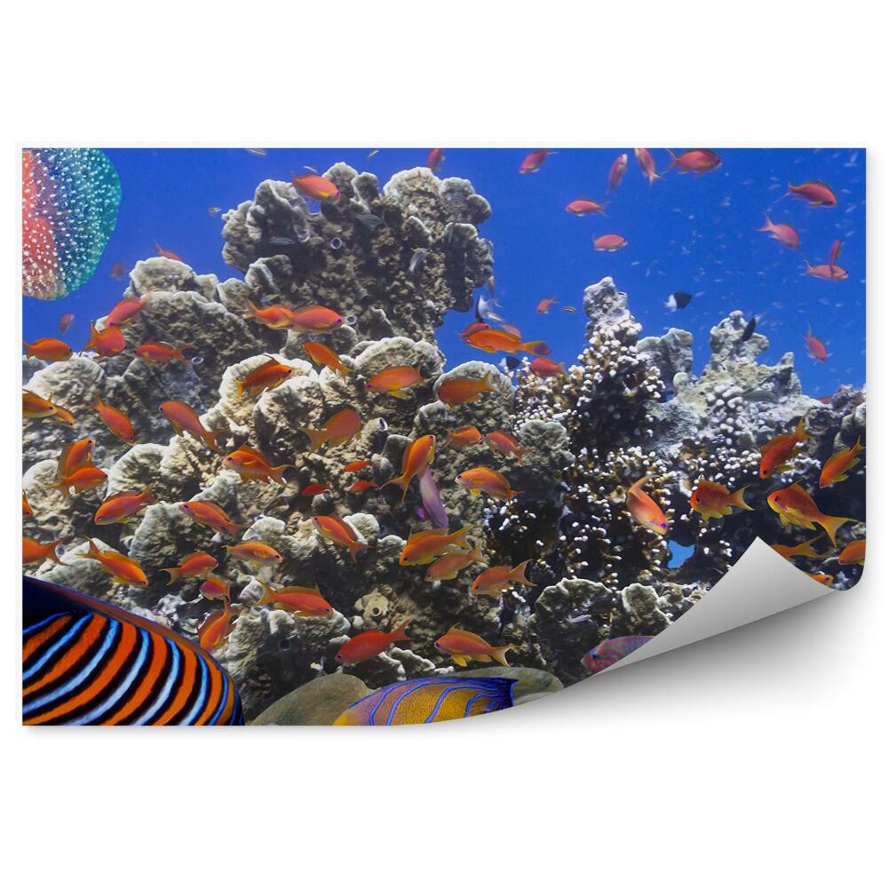 Okleina ścienna Rybki wśród rafy koralowej