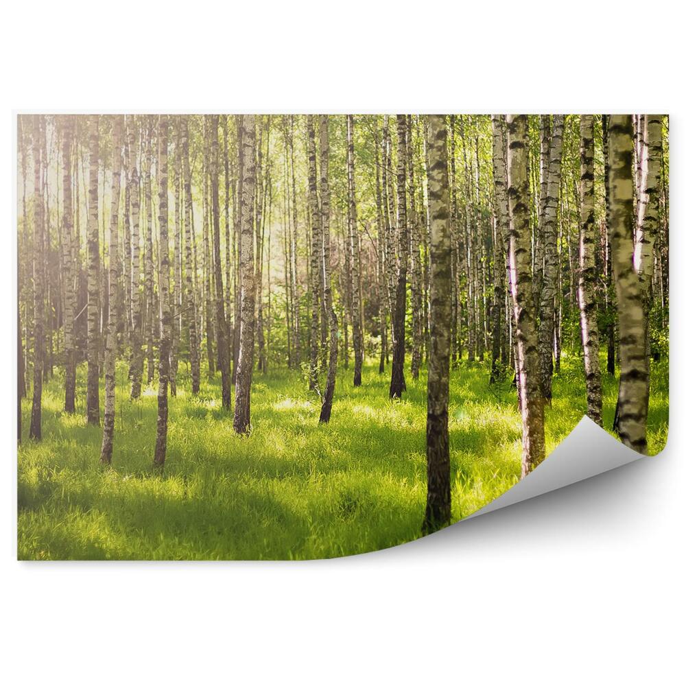 Fototapeta na ścianę Zielony las brzozowy promienie słońca