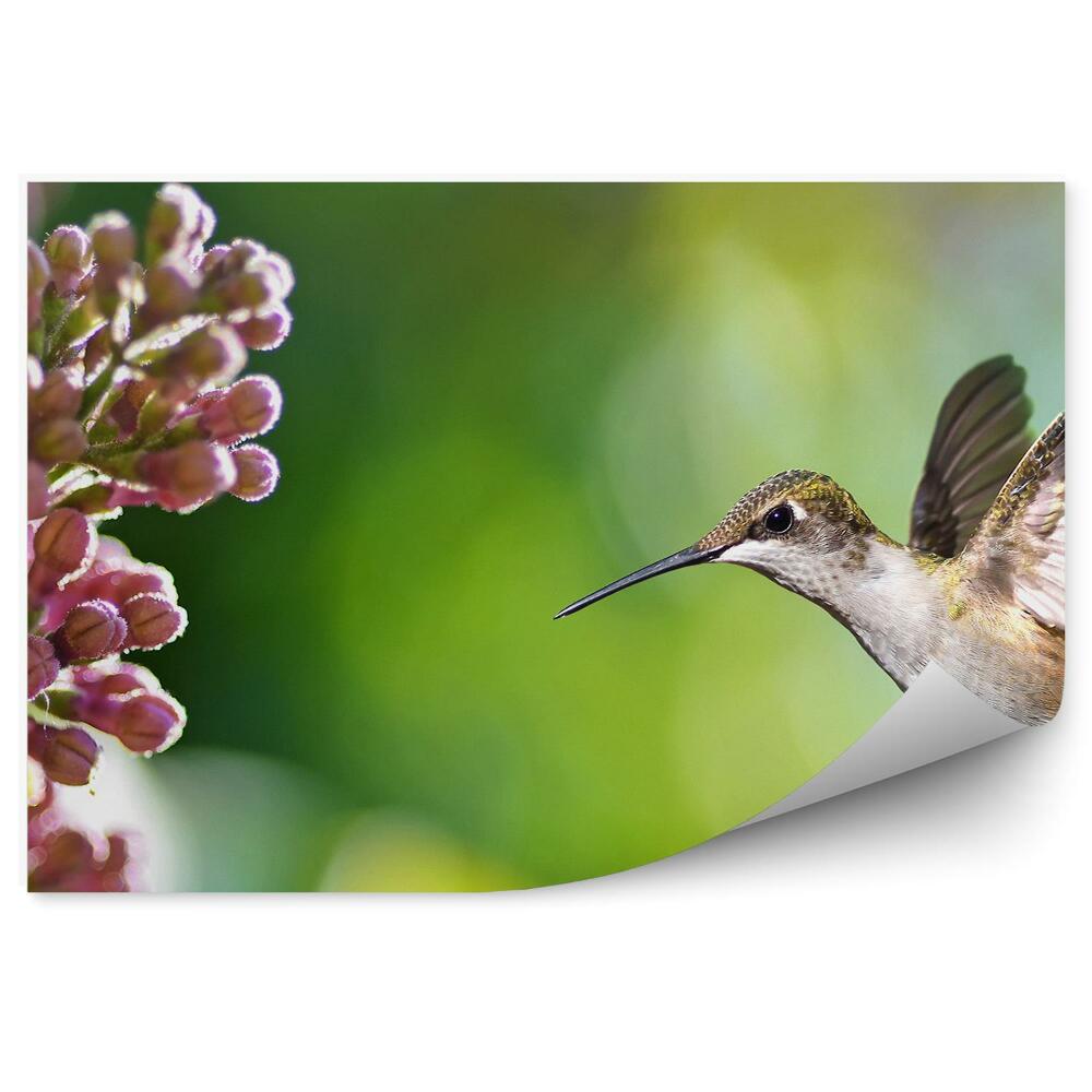 Fototapeta Koliber kwiaty rośliny zieleń ptak