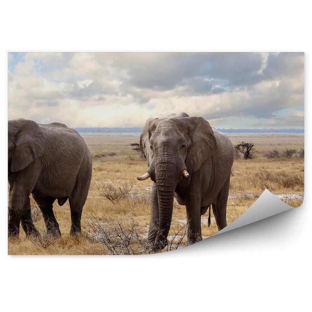 Fototapeta Afrykańskie słonie park narodowy sucha trawa