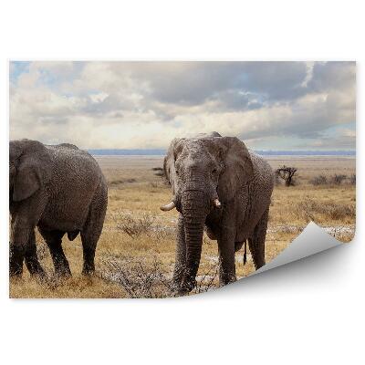 Fototapeta Afrykańskie słonie park narodowy sucha trawa