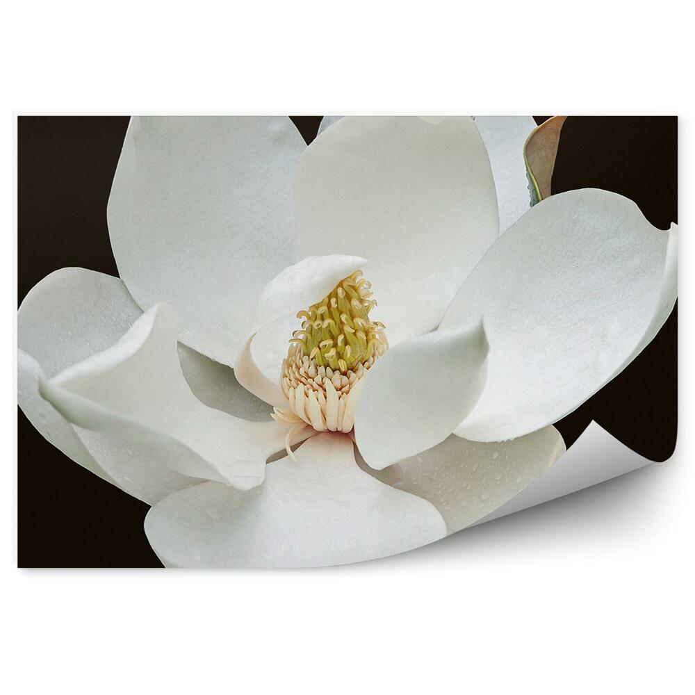 Okleina ścienna Magnolia kwiat