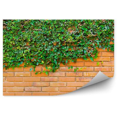 Fototapeta samoprzylepna Ceglany mur porośnięty bluszczem