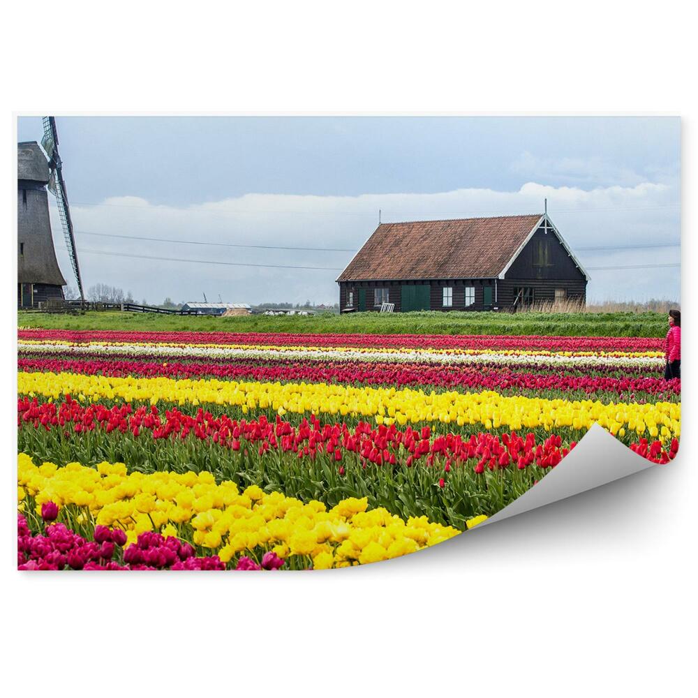 Fototapeta na ścianę Pole tulipanów holandia niebo chmury dom kobieta