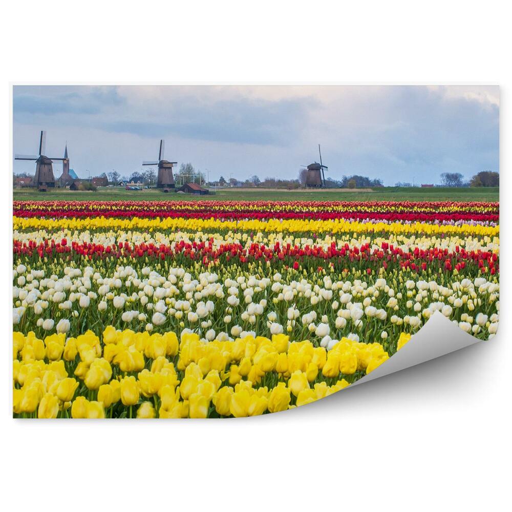 Fototapeta na ścianę Pole tulipanów holandia niebo chmury