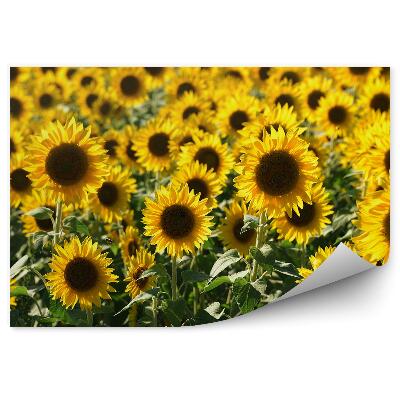 Fototapeta Pole słoneczników kwiaty