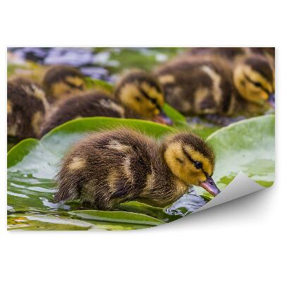 Okleina ścienna Kaczki lilie liście woda