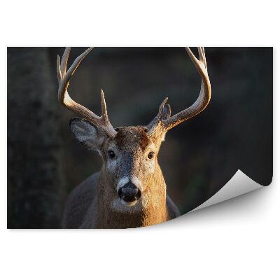 Okleina ścienna Jeleń w bezruchu