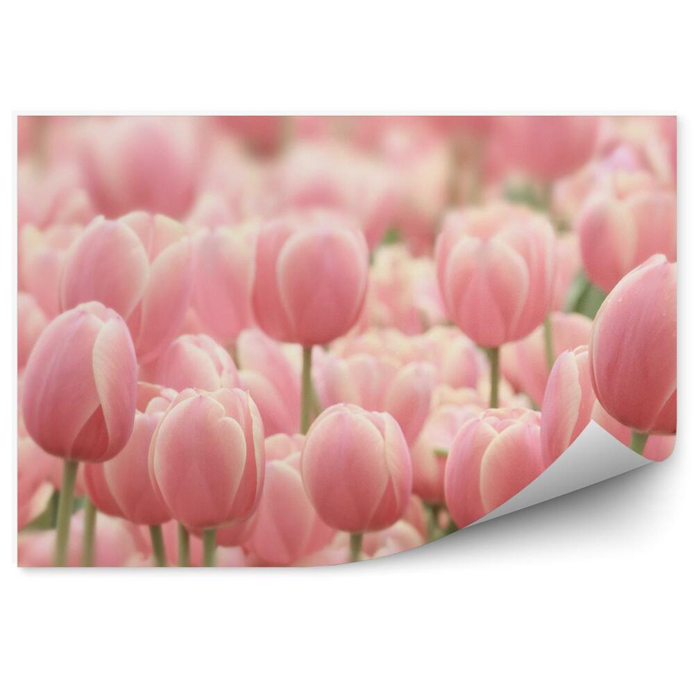 Fototapeta na ścianę Różowe tulipany