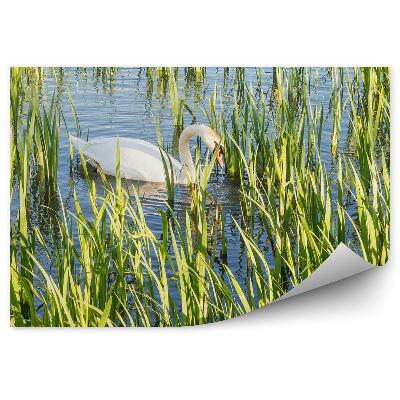 Okleina ścienna Białe łabędzie w helix park Falkirk Szkocja