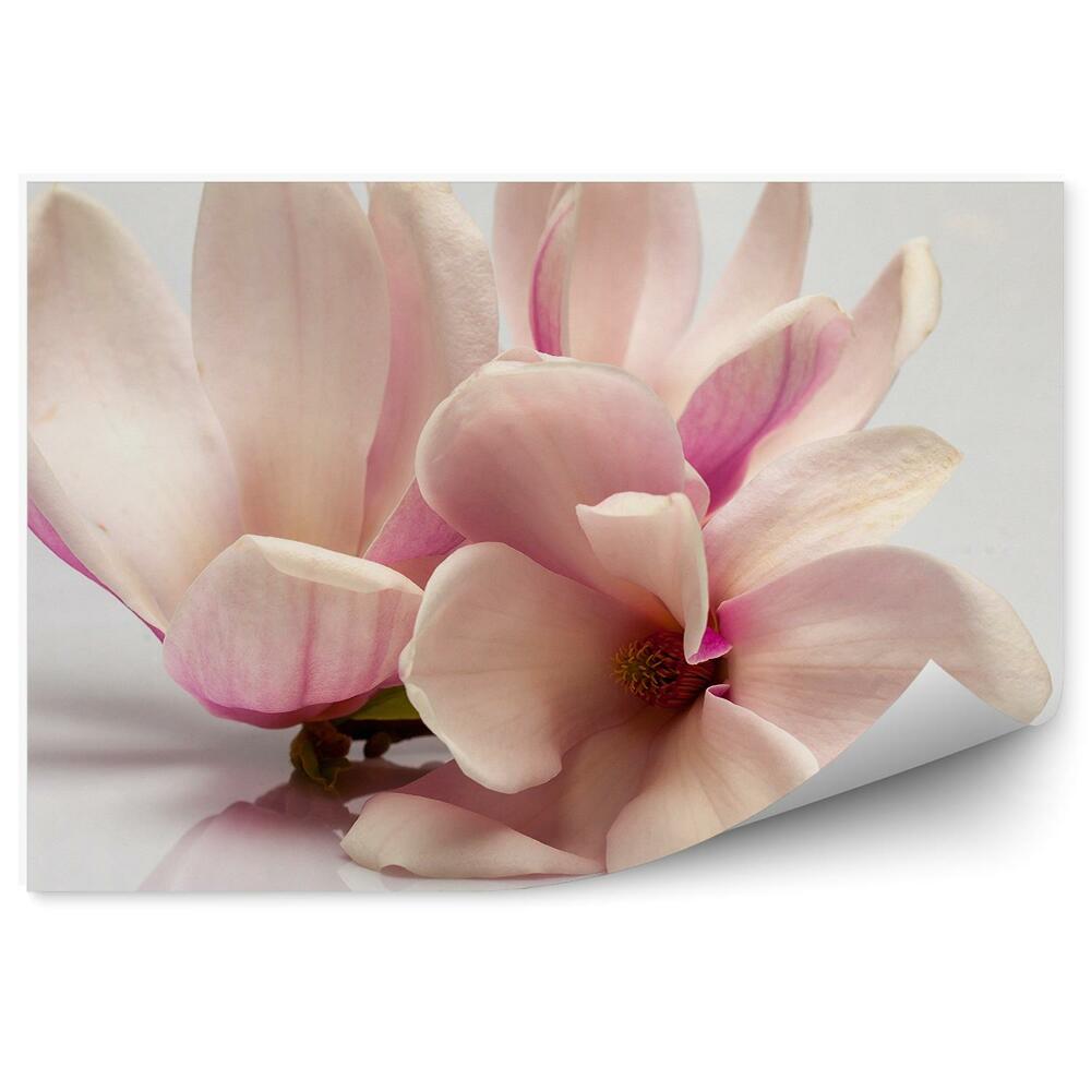 Fototapeta na ścianę Różowe magnolie szare tło kwiaty