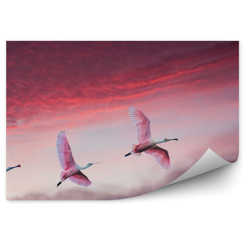 Fototapeta Różowe ptaki chmury niebo panorama