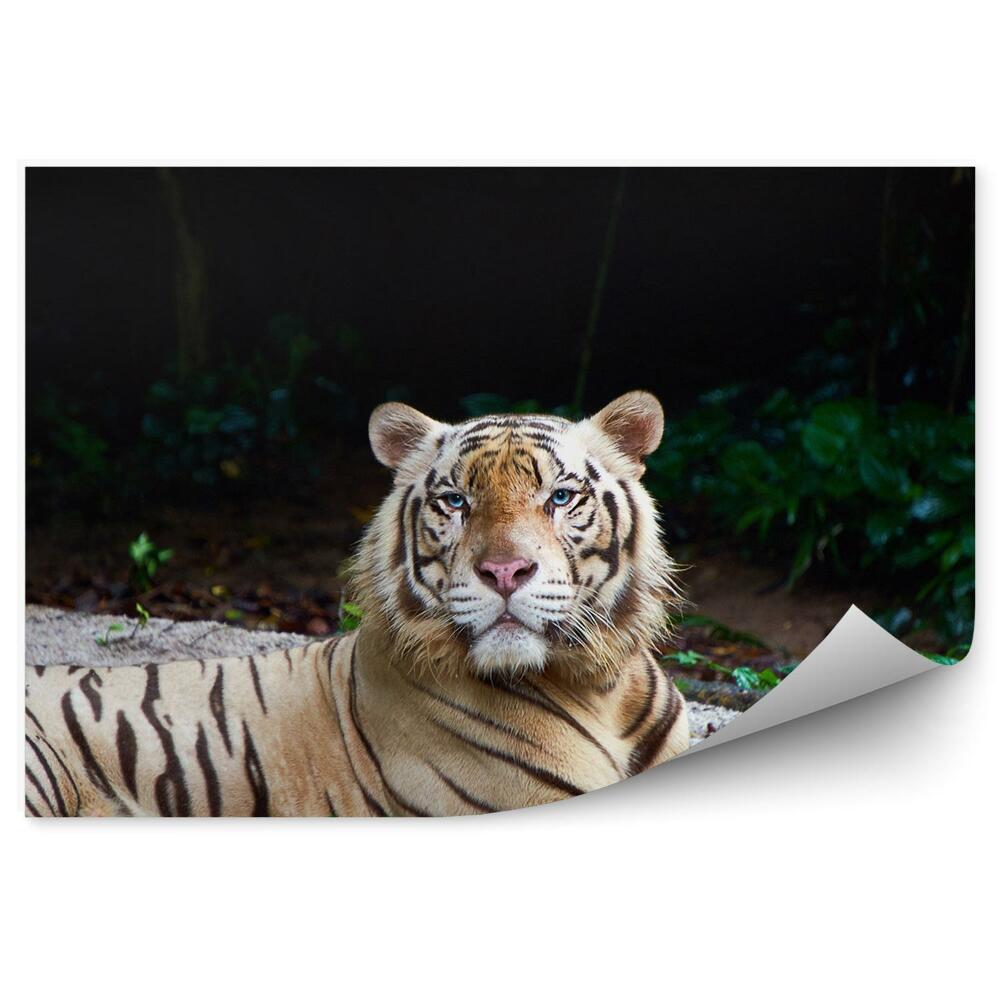 Fototapeta Odpoczywający biały tygrys