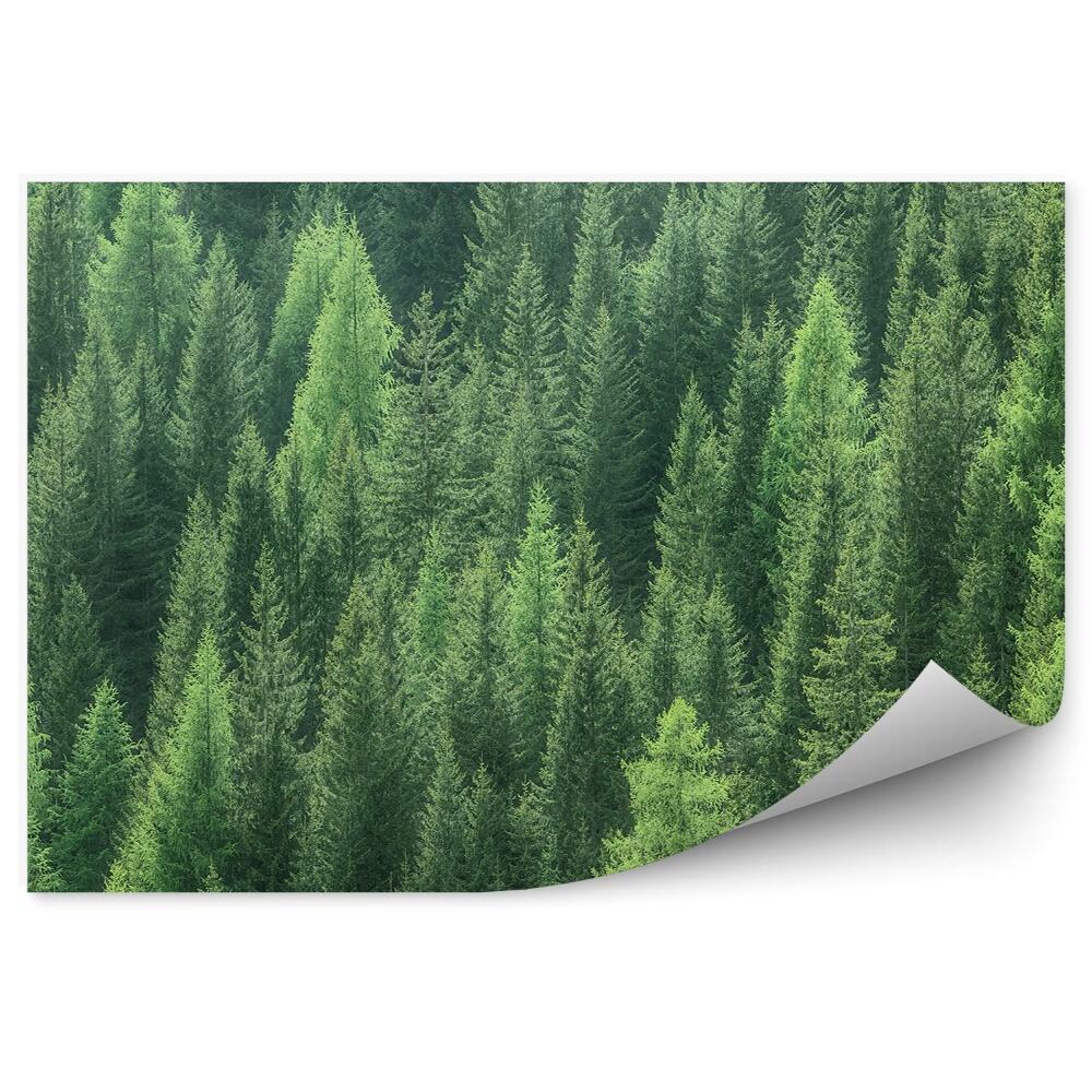 Okleina ścienna Zdrowe zielone drzewa w lesie