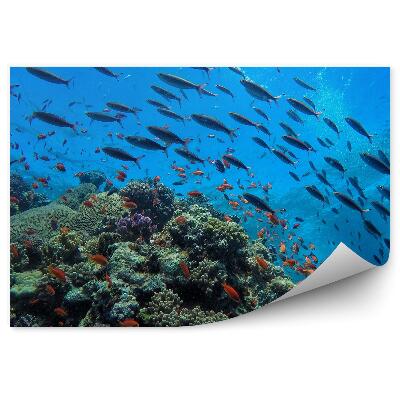 Okleina ścienna Ławica ryb rafa podwodne życie zwierzęta
