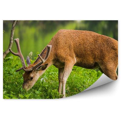 Okleina ścienna Jeleń na tle jeziora