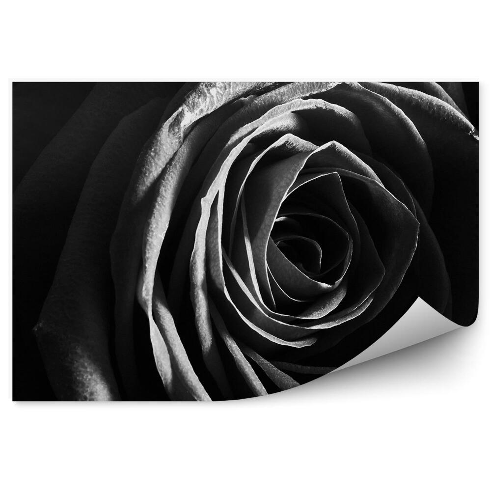 Fototapeta na ścianę Sepia róża kwiat