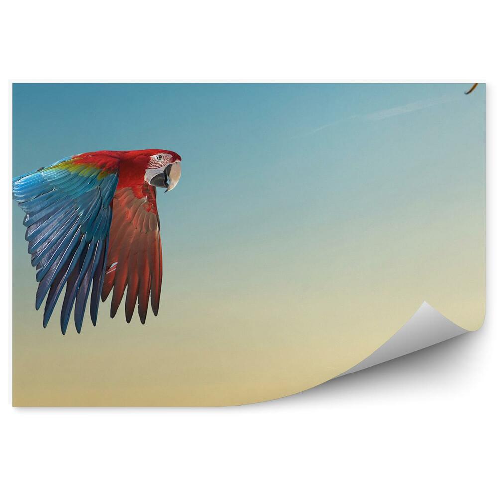 Fototapeta Papuga ara dziki ptak drzewo niebo