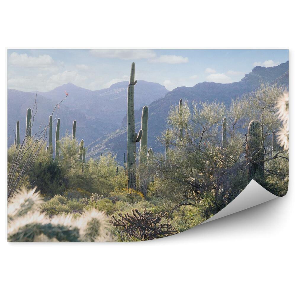 Okleina ścienna Pustynia arizona krzaki kaktusy góry niebo chmury