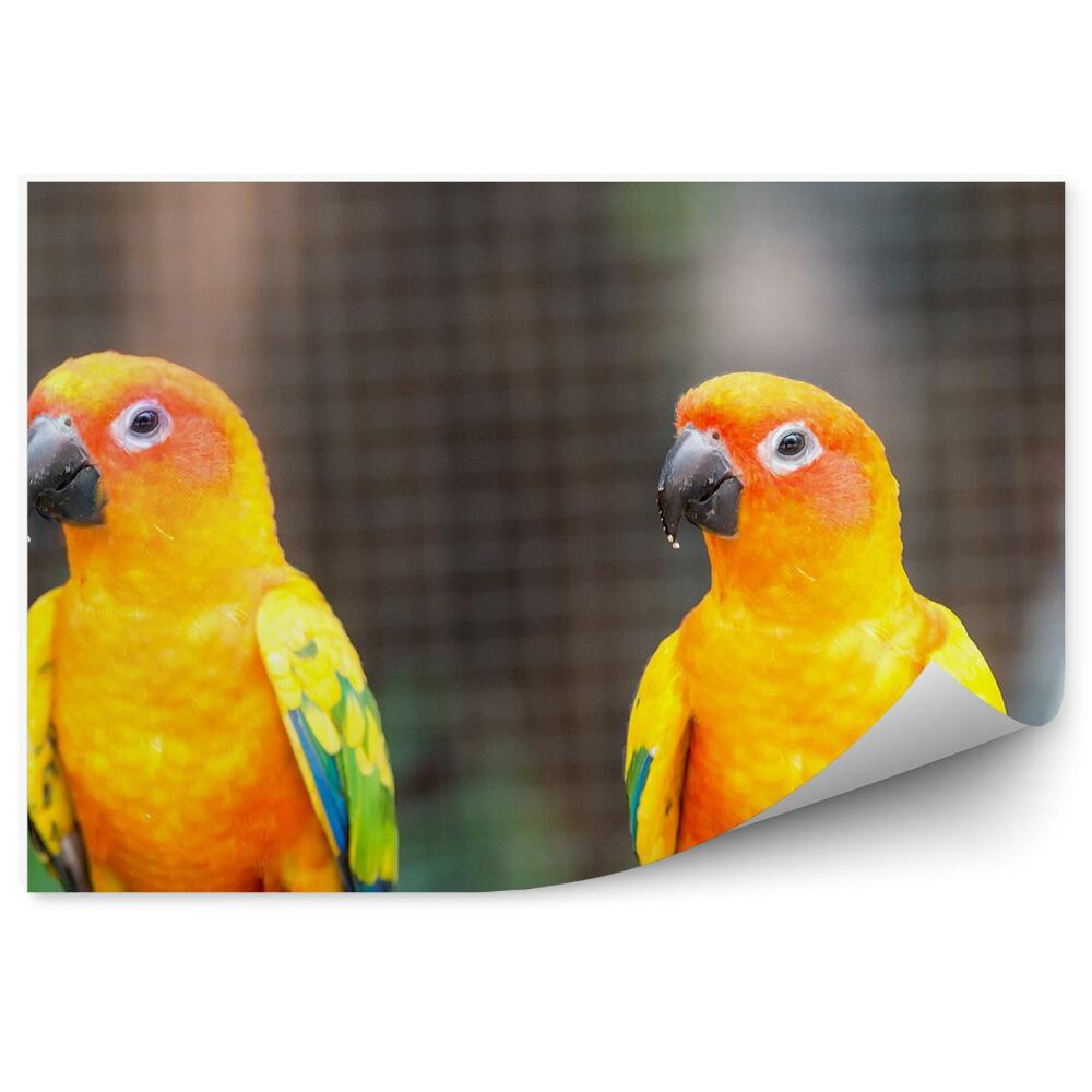 Okleina ścienna Pomarańczowe papużki