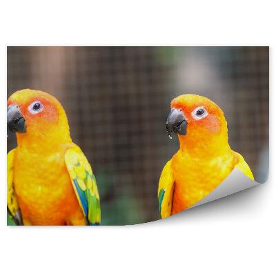 Okleina ścienna Pomarańczowe papużki