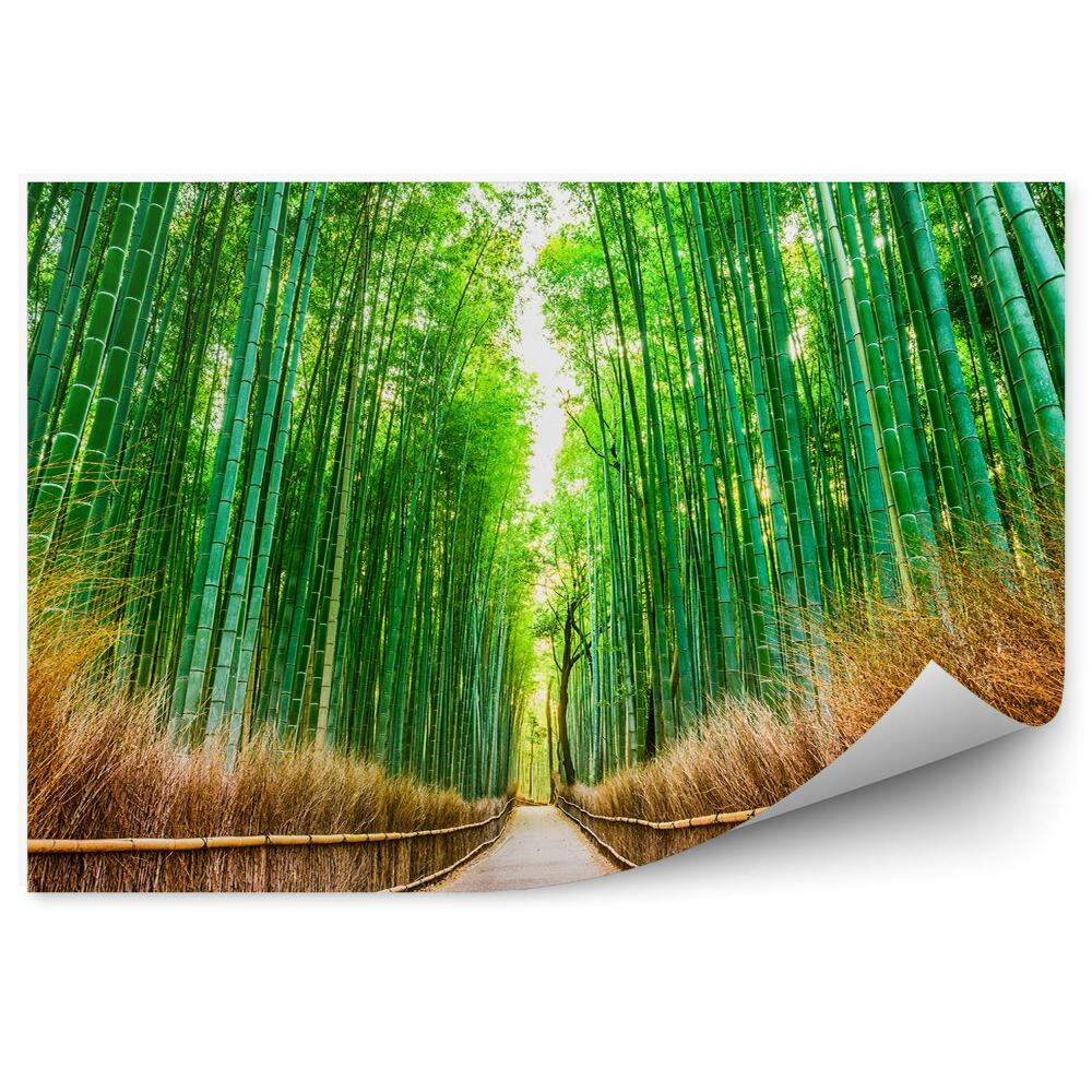 Fototapeta Japonia las bambusowy ścieżka droga