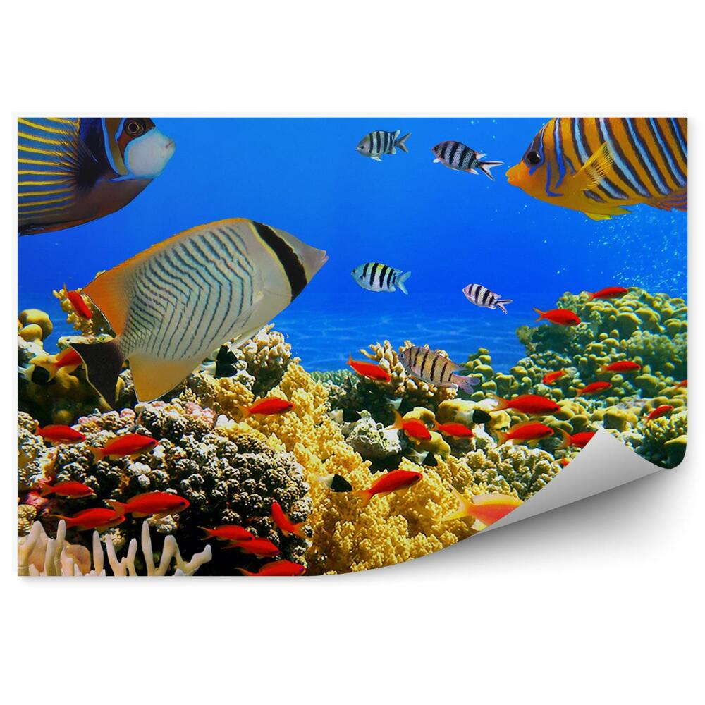 Fototapeta na ścianę Rafa duże kolorowe ryby koralowiec