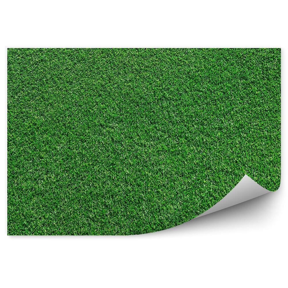Okleina ścienna Trawa pole wzór zielona tekstura