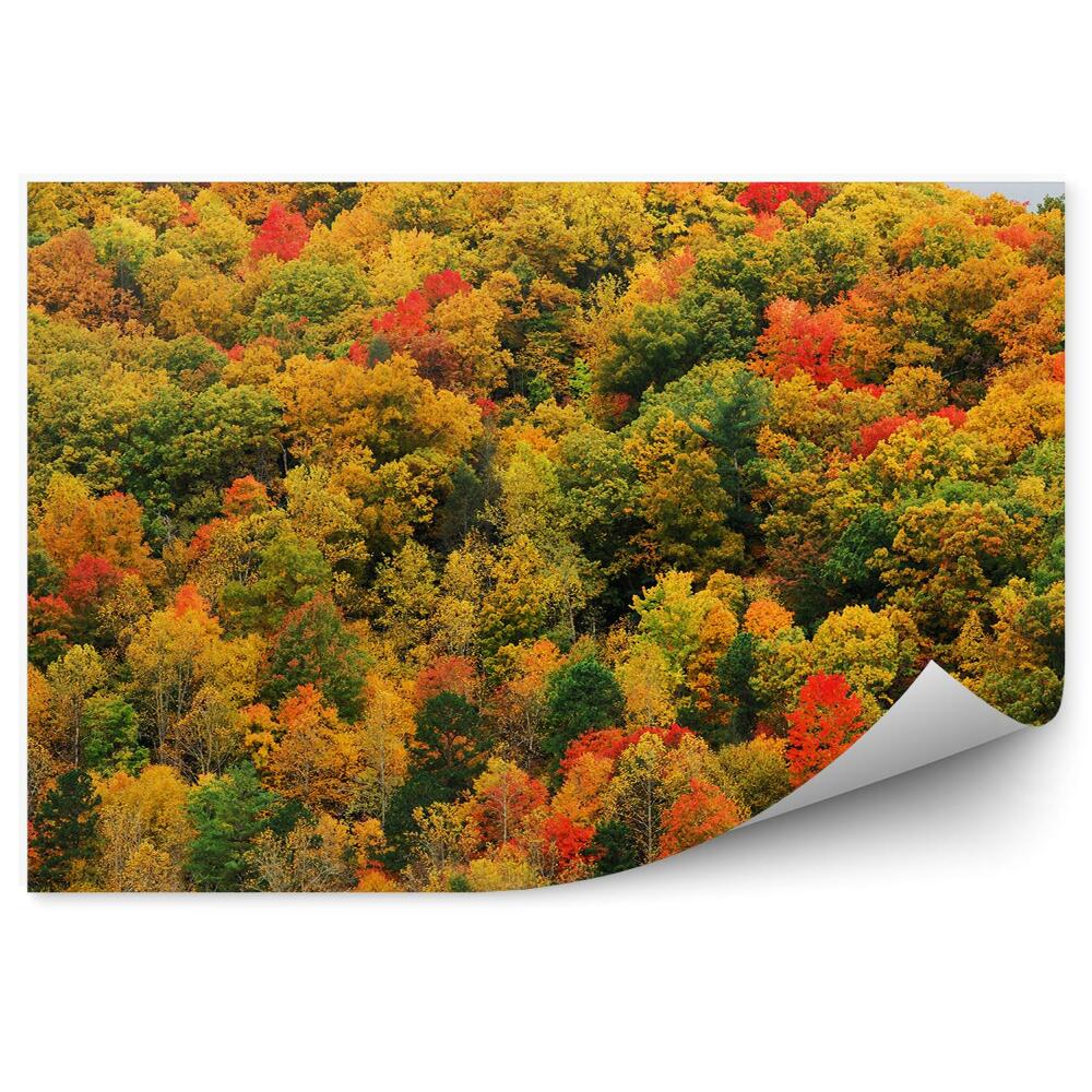 Fototapeta na ścianę Kolorowe jesienne drzewa las widok z góry