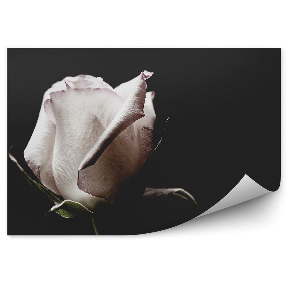 Fototapeta na ścianę Biała róża kwiat tło