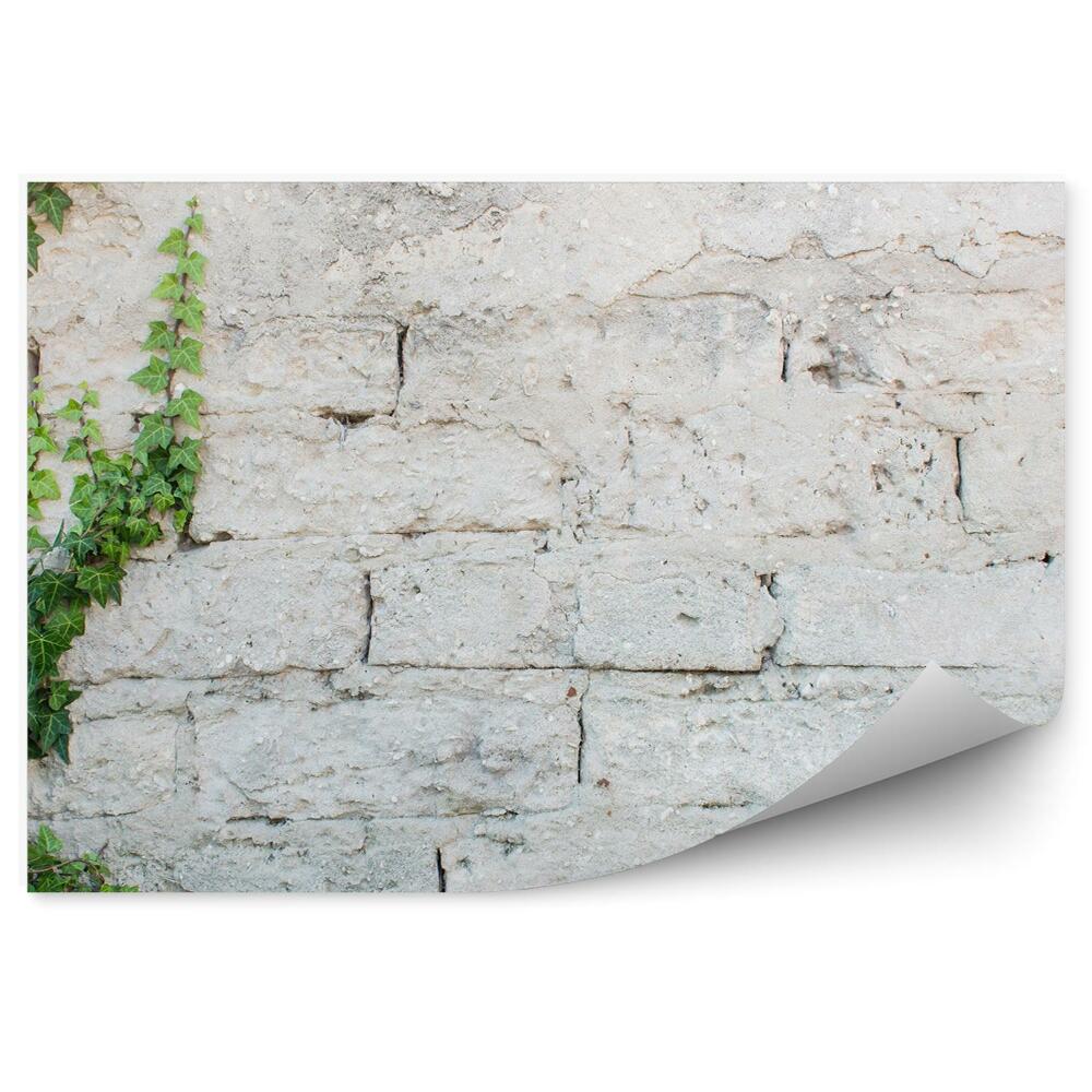 Okleina ścienna Bluszcz porośnięty mur cegła