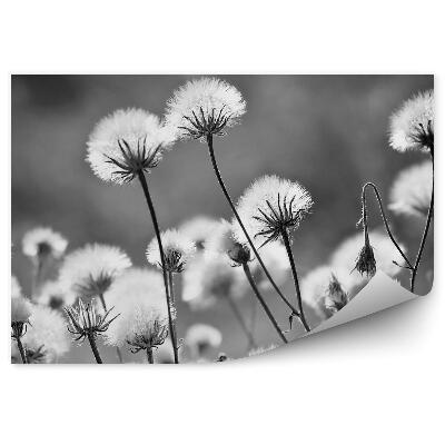 Okleina ścienna Dmuchawce zbliżenie czarno-białe