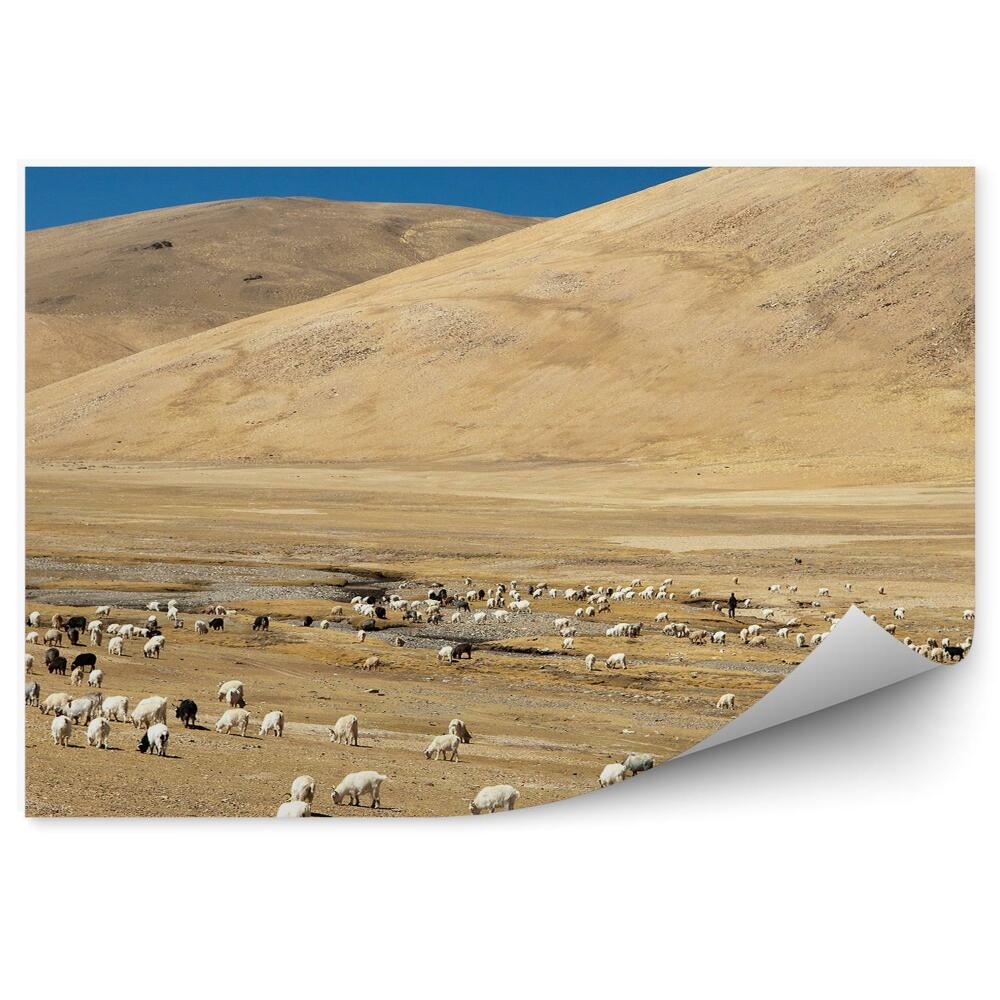 Okleina na ścianę Kozy owce góry himalaje