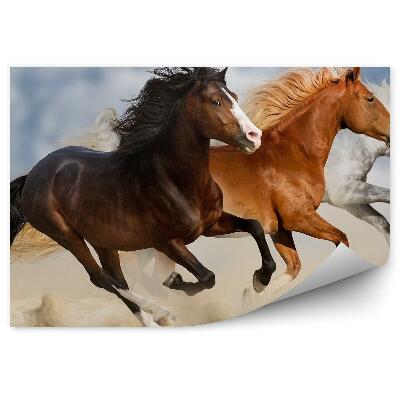 Fototapeta Konie stado galop piasek kurz