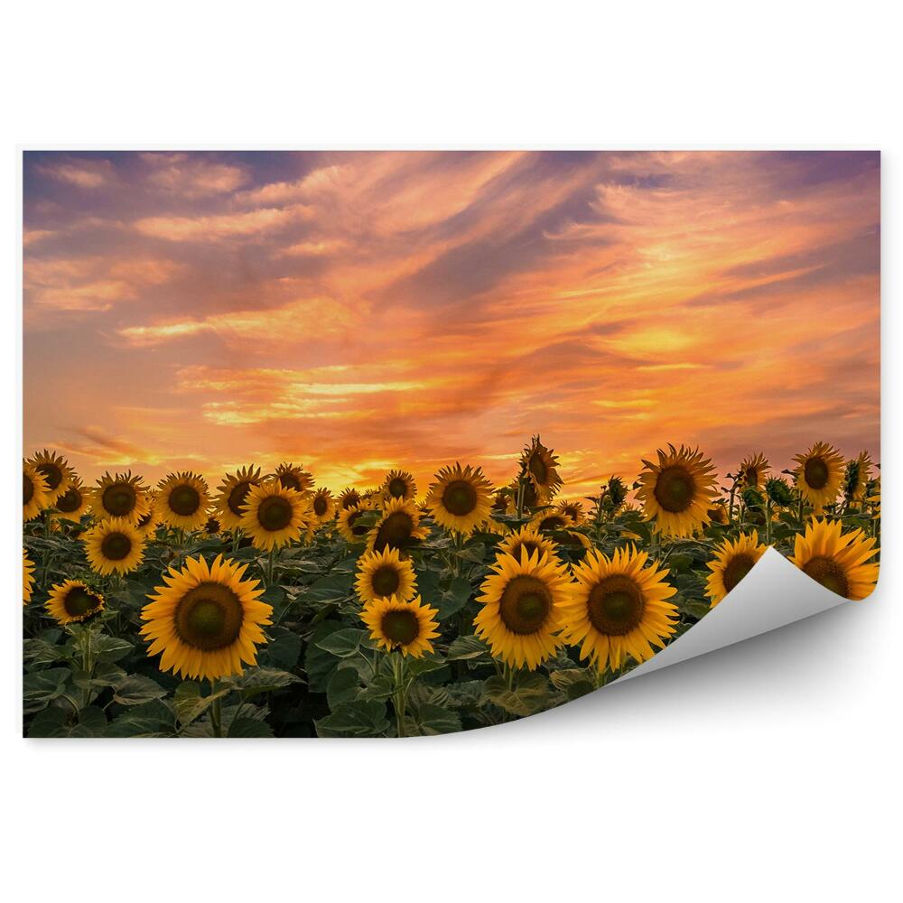 Fototapeta Pole słoneczników zachód słońca kwiaty