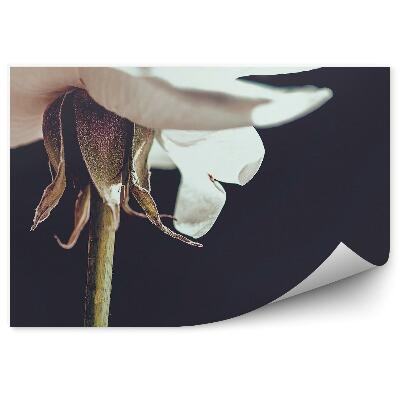 Fototapeta na ścianę Biała róża kwiat łodyga tło