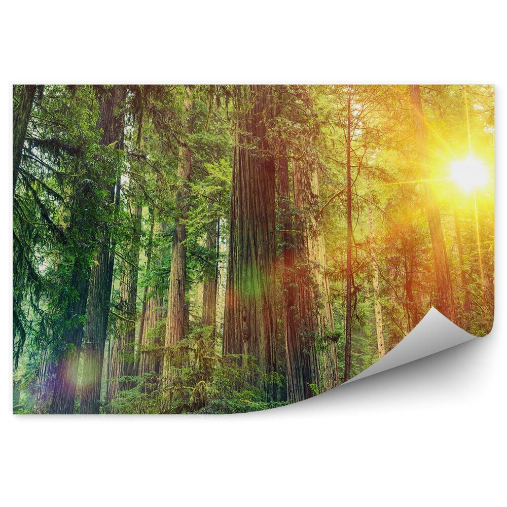 Fototapeta na ścianę Leśny krajobraz słońce zieleń przyroda