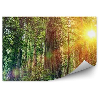 Fototapeta na ścianę Leśny krajobraz słońce zieleń przyroda