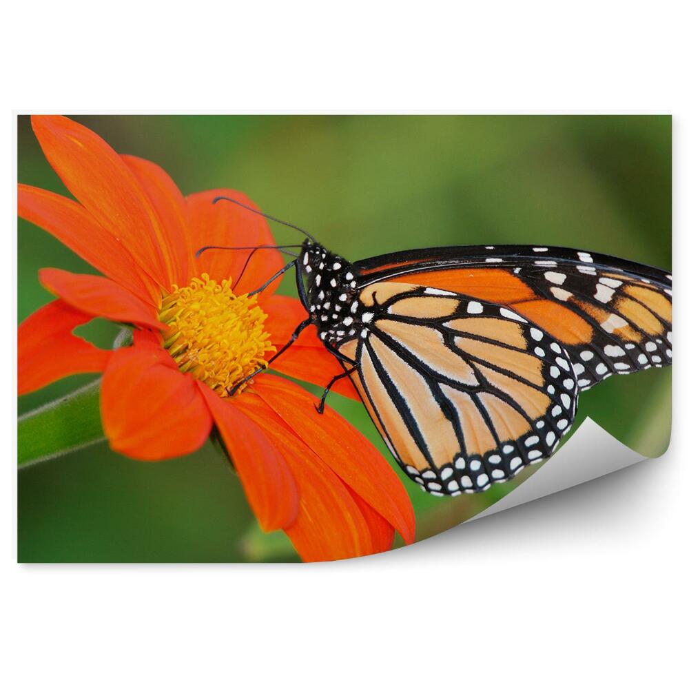 Fototapeta Motyl białe plamki pomarańczowy kwiat zielone tło