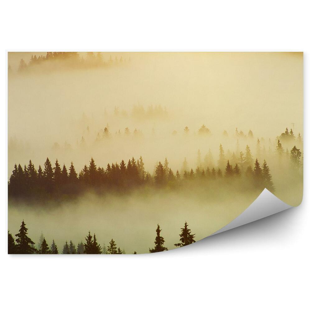 Fototapeta na ścianę Las choinek mgła blask słońca