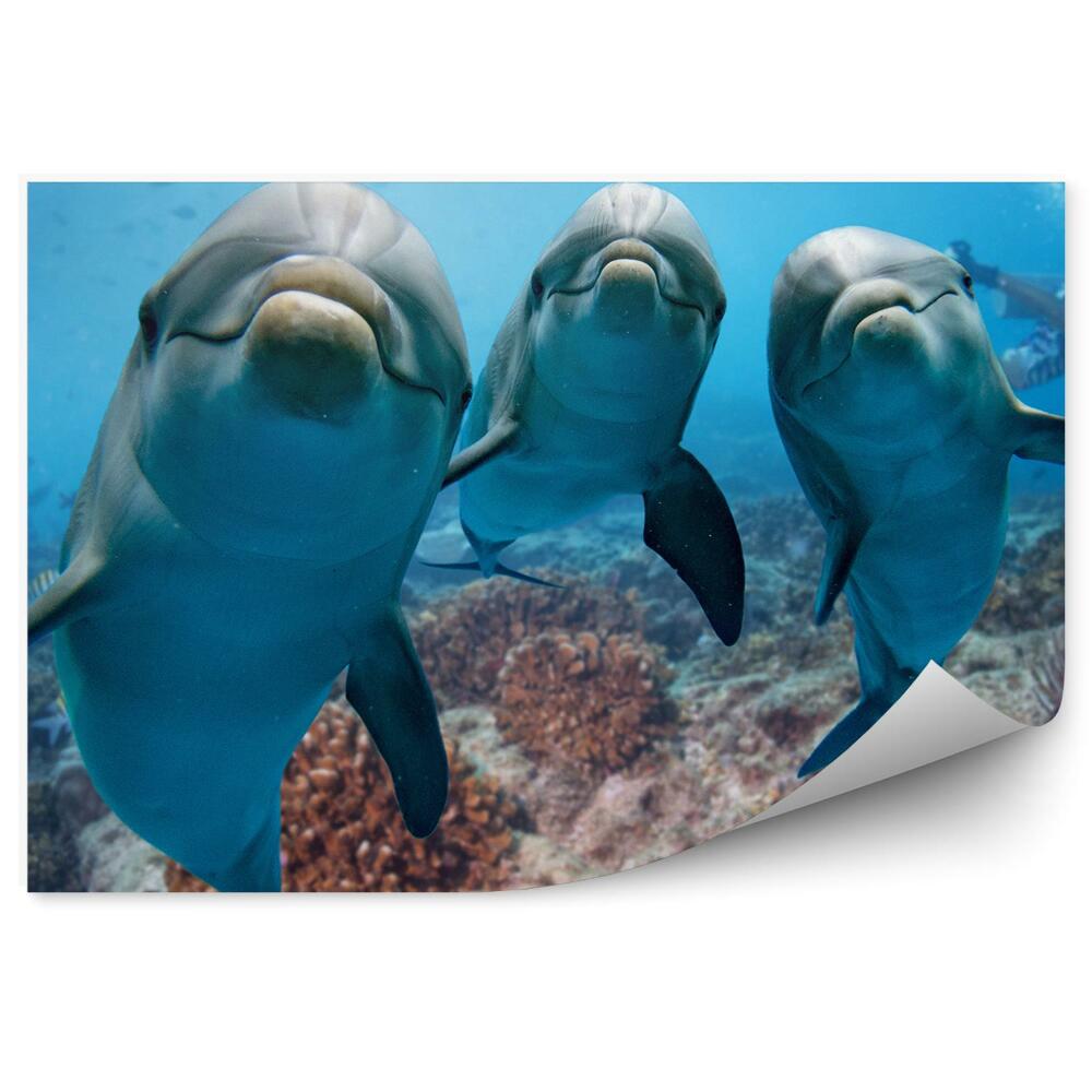 Okleina ścienna Trzy delfiny pod wodą