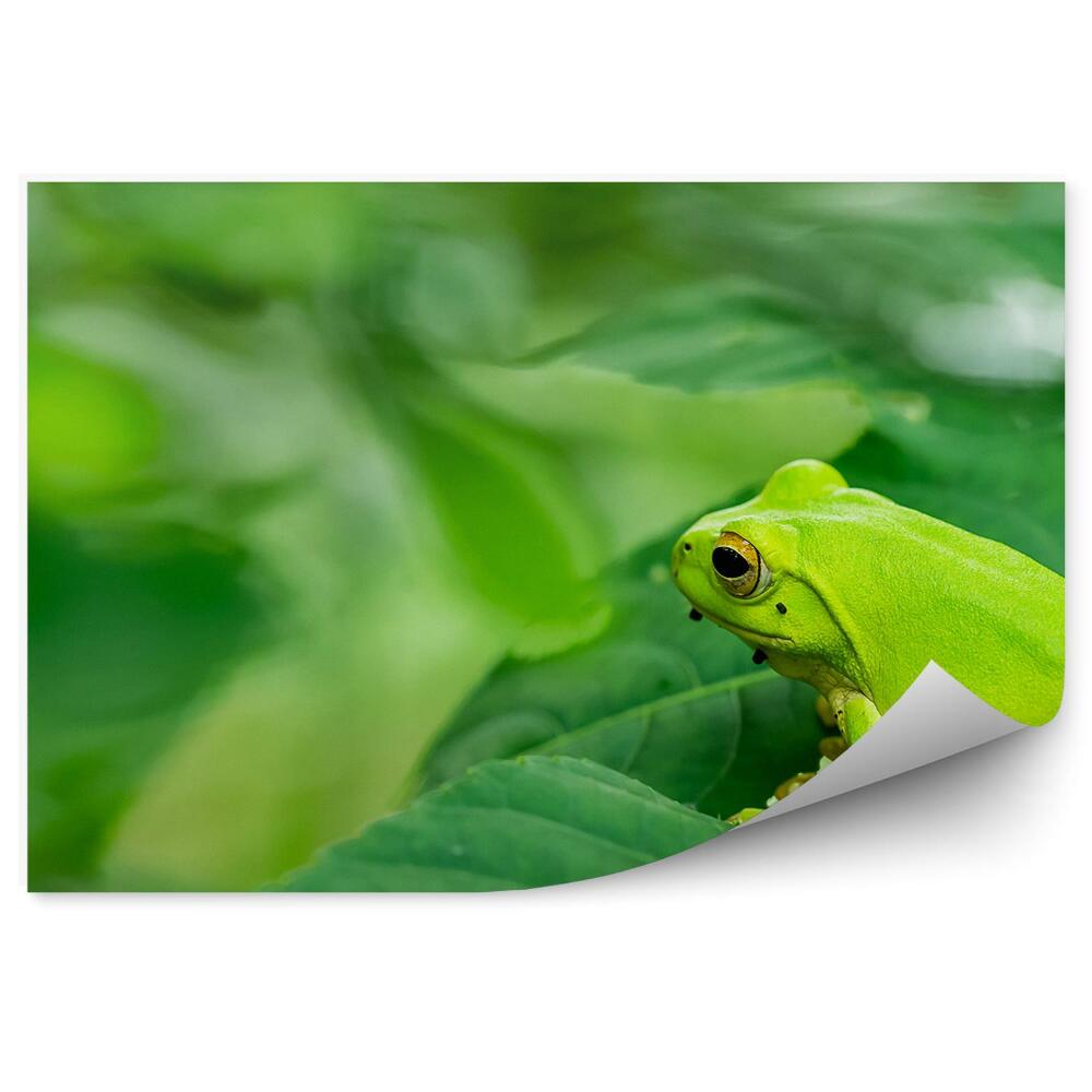 Okleina ścienna Zielona żaba na liściach zbliżenie