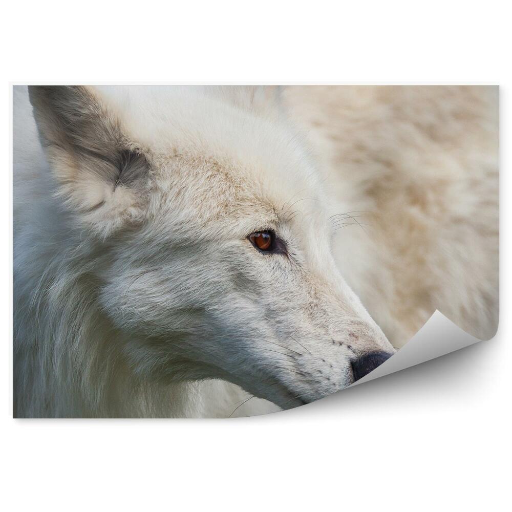Fototapeta Dorosły biały wilk brązowe oczy trawa