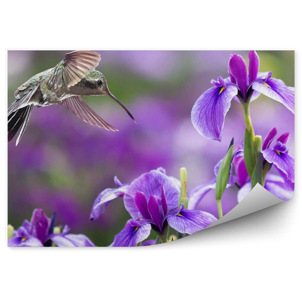 Okleina ścienna Fioletowe irys kwiat koliber ptak