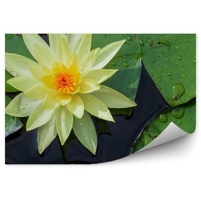 Okleina ścienna Żółta lilia woda grzybień widok z góry