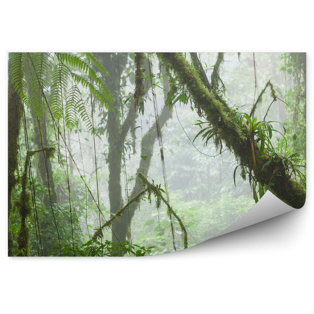 Okleina ścienna Tropikalny las paprocie