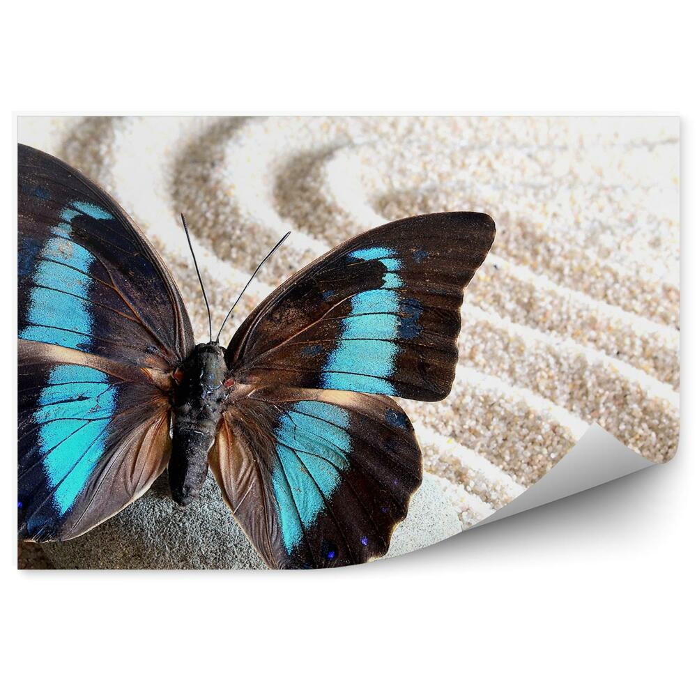 Fototapeta Czarny motyl niebieskie plamy skrzydła piasek kamień