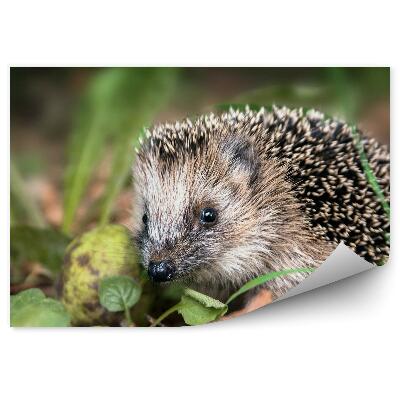 Fototapeta Jeż liście trawy